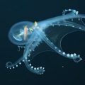 Glass Octopus Captured in Rare Footage