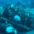 Coral reef growing on car tires in Maui