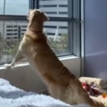 The window cleaner and the Golden Retriever