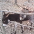 Smart donkey escape