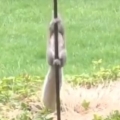Squirrel on greased pole is the funniest