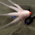 Thumb for This Octopus Looks Real, But It’s Actually a Robot