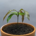 One year timelapse from seed to mango tree