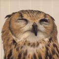 Have you ever witnessed an owl sneeze?