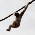 Monkey Poops On Zoo Visitors