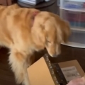 Golden retriever gets surprise in a box