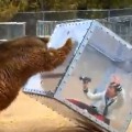  Girl Tests a Predator Shield Using An Angry Grizzly Bear
