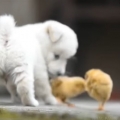 Puppy playing with baby chicks