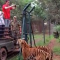  Epic Slow Motion Tiger Jump!