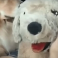 Pooch gets jealous of stuffed animal
