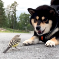 Big dog perplexed by tiny bird