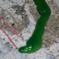  Horrifying Green Slime Creature