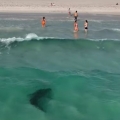 Shark dangerously close to unaware swimmers