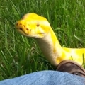 Maybe the cutest Burmese python ever?