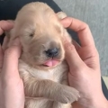 Two-week-old pup gets face massage