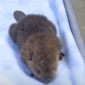 Baby beaver cuteness