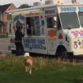 Pit bull waits patiently for ice cream