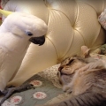 Parrot can’t wait to touch cat