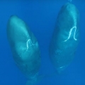 Sleeping sperm whales are fascinating