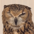 This owl’s adorable sneeze