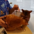 Cat rescues buddy from vet