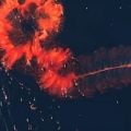 This spectacular deep-sea siphonophore is a sight to see