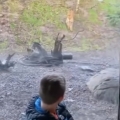 Boy has close call with tiger