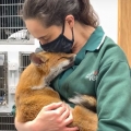 Sometimes you need a fox cuddle fix