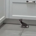 Maybe tiniest kitten ever tries to jump