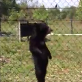 Creepy Walking Black Bear
