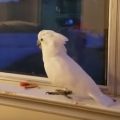 Cockatoo freaks when Daddy comes home