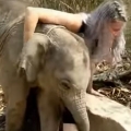 Baby elephant just wants to cuddle