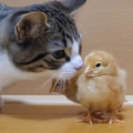The daily life of kitten and tiny chicks