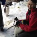 A Hug from a King Penguin