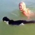 Swimming  Cat 