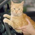 Cat from Toyota RAV4