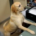 Office Worker Dog